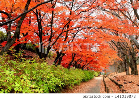 Ueda城堡秋葉公園廢墟 Ueda城堡秋葉公園廢墟 141019878
