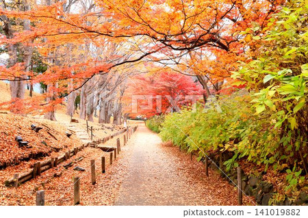 Autumn leaves of Ueda castle ruins park Autumn leaves of Ueda castle ruins park 141019882