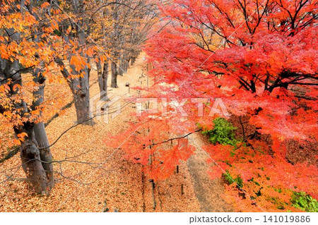 Autumn leaves of Ueda castle ruins park Autumn leaves of Ueda castle ruins park 141019886