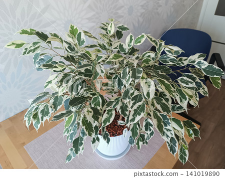 High Angle View of Variegated Ficus Benjamina in White Pot High Angle View of Variegated Ficus Benjamina in White Pot 141019890