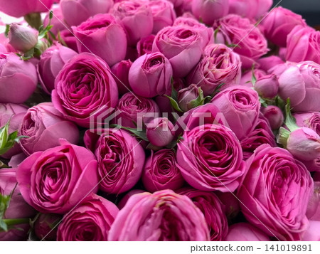 Beautiful Bouquet of Fresh Pink Roses 141019891