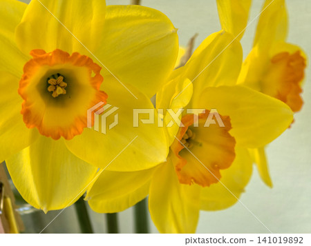 Narcissus Aranjuez Yellow Daffodils with Orange Rimmed Cups 141019892