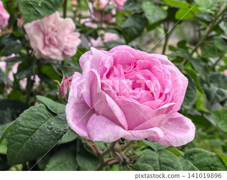 Pink rose flower blooming in garden with bud and green foliage in summer Pink rose flower blooming in garden with bud and green foliage in summer 141019896