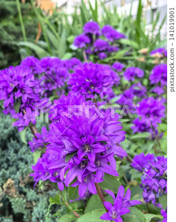 Purple campanula glomerata clustered bellflower blooming in summer garden bed Purple campanula glomerata clustered bellflower blooming in summer garden bed 141019901