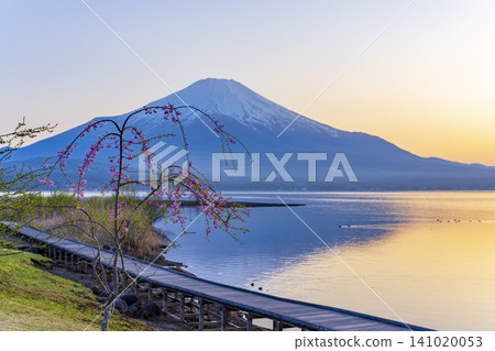 山中湖：美麗的春景 141020053