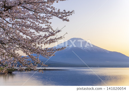 山中湖:美麗的春景 山中湖:美麗的春景 141020054