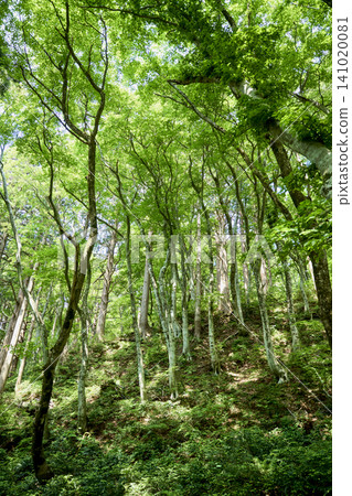 五月的翠綠景色,以及大山和劍峰山(均位於夏季健行路線上)。 五月的翠綠景色,以及大山和劍峰山(均位於夏季健行路線上)。 141020081