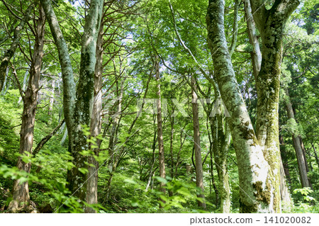 五月的翠綠景色,以及大山和劍峰山(均位於夏季健行路線上)。 五月的翠綠景色,以及大山和劍峰山(均位於夏季健行路線上)。 141020082