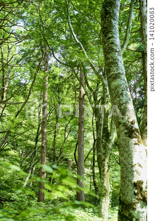 五月的翠綠景色,以及大山和劍峰山(均位於夏季健行路線上)。 五月的翠綠景色,以及大山和劍峰山(均位於夏季健行路線上)。 141020083
