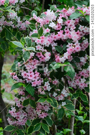 Weigela florida blooms in spring Weigela florida blooms in spring 141020203