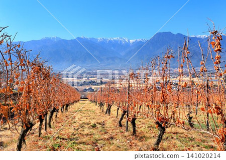 Autumn leaves in vineyards and the Northern Alps Autumn leaves in vineyards and the Northern Alps 141020214
