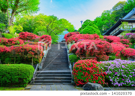 Early spring morning: The stone steps leading to Togakuin Temple, a famous spot for azaleas, are lined on both sides with a vibrant array of azaleas in full bloom. 141020370