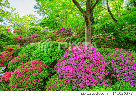 Early spring morning, a view of the colorful azaleas in full bloom on the slopes above the azalea garden at Togakuin Temple, a famous spot for azaleas. Early spring morning, a view of the colorful azaleas in full bloom on the slopes above the azalea garden at Togakuin Temple, a famous spot for azaleas. 141020378