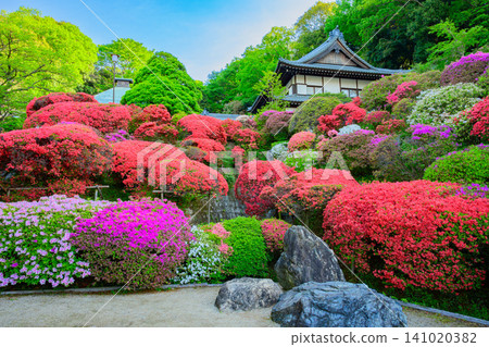 初春的清晨,從東學院寺正門旁望去,可以看到盛開的杜鵑花和遠處寺廟的屋頂,東學院寺是著名的杜鵑花觀賞地。 初春的清晨,從東學院寺正門旁望去,可以看到盛開的杜鵑花和遠處寺廟的屋頂,東學院寺是著名的杜鵑花觀賞地。 141020382