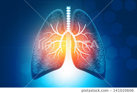 Anatomy of Human lungs with bronchial and trachea Anatomy of Human lungs with bronchial and trachea 141020606