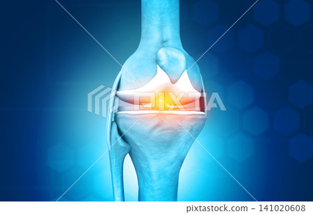 Anatomy of knee joint Anatomy of knee joint 141020608