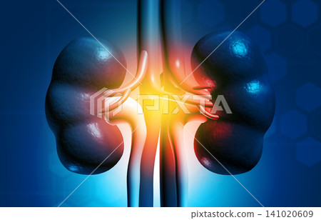 Human kidney on science background Human kidney on science background 141020609