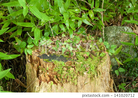 Young shoots growing on a dead tree stump Young shoots growing on a dead tree stump 141020712