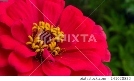 百日菊,紅色花朵,特寫 百日菊,紅色花朵,特寫 141020823