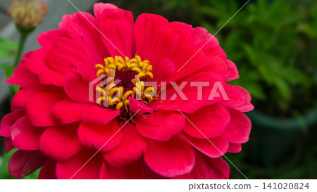 Zinnia (red flower) Zinnia (red flower) 141020824