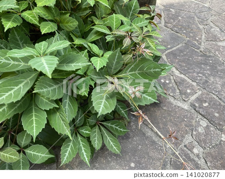 A garden covered in ivy A garden covered in ivy 141020877