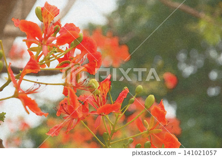 The flowers of the phoenix tree bloom brilliantly among the trees, bathed in the refreshing light of early summer. The flowers of the phoenix tree bloom brilliantly among the trees, bathed in the refreshing light of early summer. 141021057