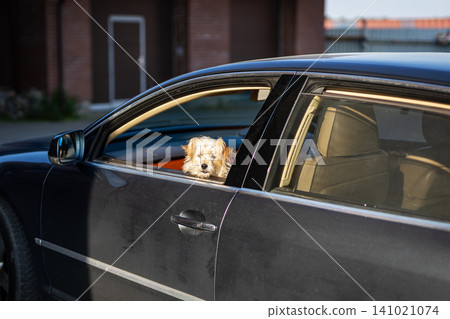 Small curly haired dog looking out rear car window at dusk with warm interior light and quiet suburban street backdrop, with dog, canine, pet, small detail, showing curly, fur, lightbrown, looking Small curly haired dog looking out rear car window at dusk with warm interior light and quiet suburban street backdrop, with dog, canine, pet, small detail, showing curly, fur, lightbrown, looking 141021074