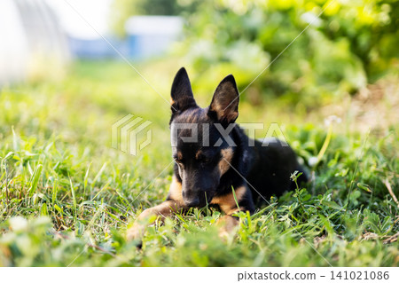 Small black and brown puppy resting on sunlit grass in backyard, alert ears, curious gaze, glossy short coat, soft garden bokeh, warm daylight, natural outdoor pet portrait Small black and brown puppy resting on sunlit grass in backyard, alert ears, curious gaze, glossy short coat, soft garden bokeh, warm daylight, natural outdoor pet portrait 141021086