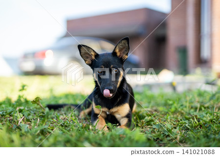 Black and tan puppy resting on green lawn with tongue out, perked ears, and bright curious gaze beside blurred suburban home in soft sunny daylight, with puppy, dog, canine, pet detail Black and tan puppy resting on green lawn with tongue out, perked ears, and bright curious gaze beside blurred suburban home in soft sunny daylight, with puppy, dog, canine, pet detail 141021088