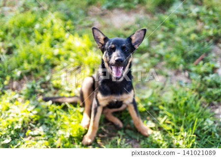 Small black and tan dog sitting on grass and looking directly toward camera with open mouth, alert upright ears, bright eyes, relaxed posture, sunny outdoor garden setting Small black and tan dog sitting on grass and looking directly toward camera with open mouth, alert upright ears, bright eyes, relaxed posture, sunny outdoor garden setting 141021089