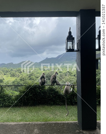 Sri Lanka Trip: Wild monkeys at a hotel overlooking the jungle Sri Lanka Trip: Wild monkeys at a hotel overlooking the jungle 141021387