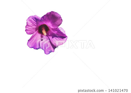 Pink purple flower head Mallow hibiscus syriacus on white Pink purple flower head Mallow hibiscus syriacus on white 141021470