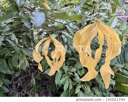 Beautiful yellow blooming Desmos Chinensis flower, also known as Dwarf Ylang-Ylang, a fragrant climbing shrub with bright yellow-green petals, commonly known as "Sai Yud" in Thailand. Beautiful yellow blooming Desmos Chinensis flower, also known as Dwarf Ylang-Ylang, a fragrant climbing shrub with bright yellow-green petals, commonly known as "Sai Yud" in Thailand. 141021744
