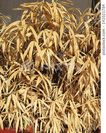 Dry yellow leaves of decorative bamboo or reed close-up. Natural texture of dried plants in beige tones 141021784