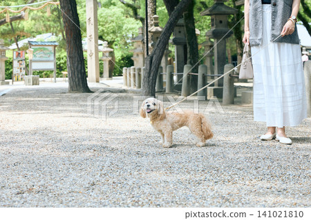 A small dog and its owner walking in the grounds of a shrine. A small dog and its owner walking in the grounds of a shrine. 141021810