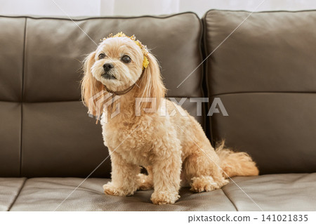 一隻可愛的馬爾濟斯犬戴著花朵裝飾,坐在沙發上。 一隻可愛的馬爾濟斯犬戴著花朵裝飾,坐在沙發上。 141021835