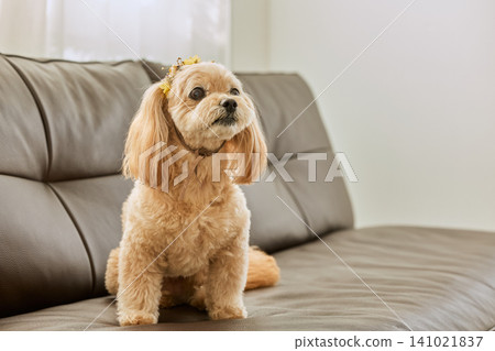 一隻戴著花朵裝飾的玩具貴賓犬混種犬坐在沙發上。 一隻戴著花朵裝飾的玩具貴賓犬混種犬坐在沙發上。 141021837