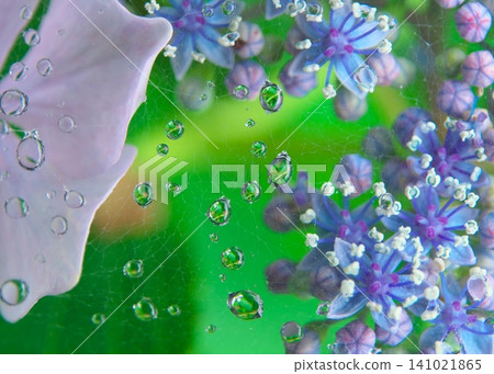 雨季景象:雨後,繡球花和雨滴纏繞在蜘蛛網上。 雨季景象:雨後,繡球花和雨滴纏繞在蜘蛛網上。 141021865