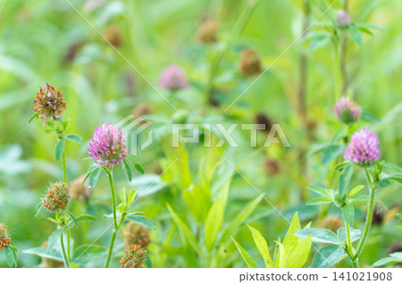 Red clover and small creatures blooming in the morning in June: A natural and cute background image. 141021908