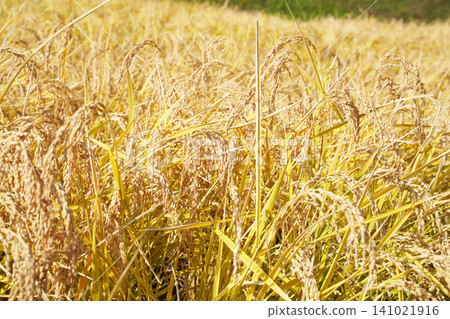 Autumn rice stalks ripening to a golden color: A scene of rice harvesting in a paddy field and Japanese agriculture Autumn rice stalks ripening to a golden color: A scene of rice harvesting in a paddy field and Japanese agriculture 141021916