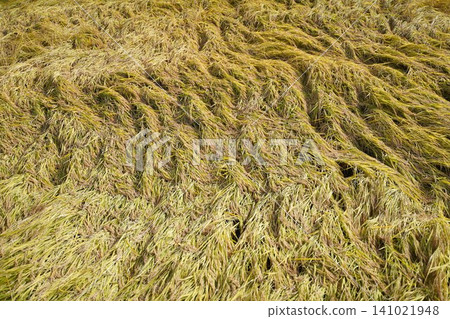 接近收割時節，水稻植株倒伏：異常天氣對日本農業/水稻種植的挑戰。 141021948