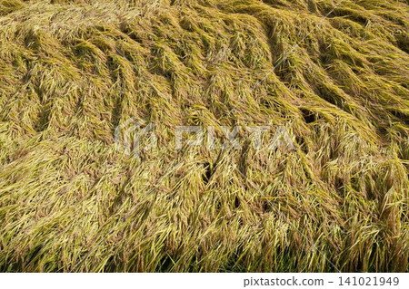 接近收割時節，水稻植株倒伏：異常天氣對日本農業/水稻種植的挑戰。 141021949
