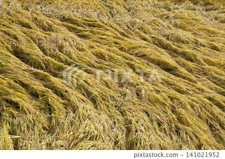 Rice plants that have fallen over as harvest time approaches: The challenges of abnormal weather and Japanese agriculture/rice cultivation. Rice plants that have fallen over as harvest time approaches: The challenges of abnormal weather and Japanese agriculture/rice cultivation. 141021952