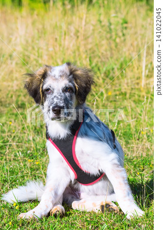 Puppy dog sitting In the grass, close up portrait Puppy dog sitting In the grass, close up portrait 141022045