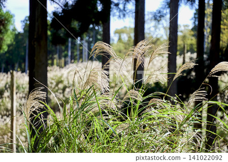 Grasses of pampas grass swaying in the autumn breeze and a wooden boardwalk: Tonomine Plateau and Mineyama Plateau, Hyogo Prefecture Grasses of pampas grass swaying in the autumn breeze and a wooden boardwalk: Tonomine Plateau and Mineyama Plateau, Hyogo Prefecture 141022092
