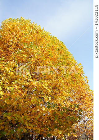 秋天的天空，賞葉，銀杏樹，公園，自然，十一月，風景，留白 141022119
