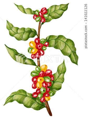 Watercolor illustration of a coffee branch with berries and leaves. Perfect for a coffee shop, packaging, or banner. Watercolor illustration of a coffee branch with berries and leaves. Perfect for a coffee shop, packaging, or banner. 141022126