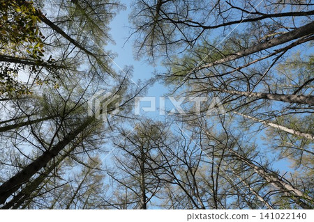 Forest Forest 141022140