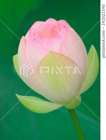 蓮花花蕾開始綻放(高調) 蓮花花蕾開始綻放(高調) 141022148