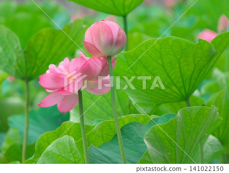 A lotus flower that has opened wide and a cute, round bud that looks like a ball. A lotus flower that has opened wide and a cute, round bud that looks like a ball. 141022150